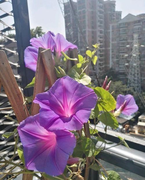【矮牵牛】牵牛花和矮牵牛分不清,有什么区别?