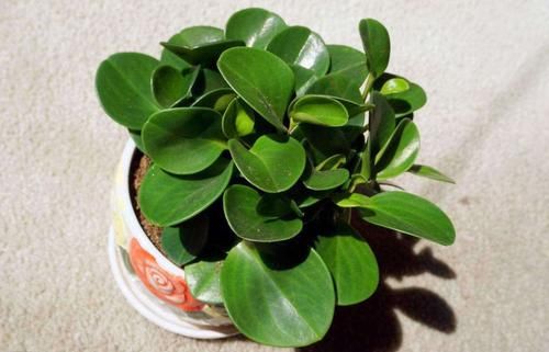 【植物】不知道养什么植物,不如试试养这几种,超级美!