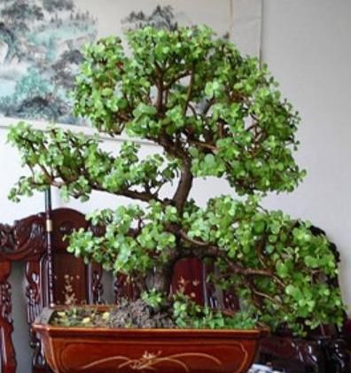  『摘心打顶』嫌“马齿苋树”长得丑，给它做个“整容手术”，半年变“盆景”