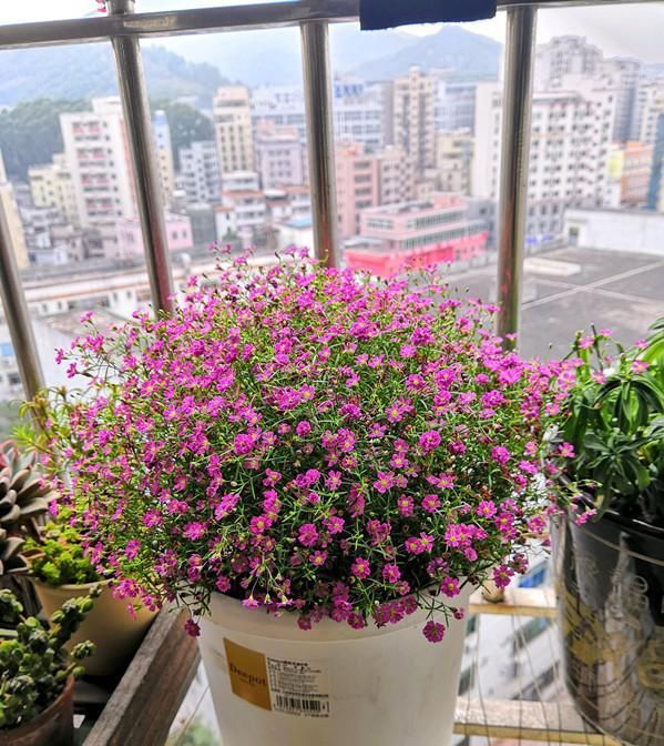  世界@此花是世界名花，号称“爆盆神器”，好养易管理，还是盆栽佳物