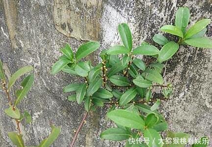 『果子』一种野生植物名叫“入地龙”,果子酸酸甜甜,曾是小时候的零食!