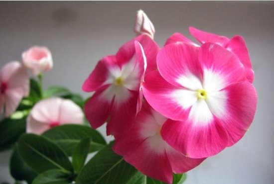  『漂亮』懒人想养花，不妨试试这些不死花，漂亮又好打理，花开繁盛惹人爱