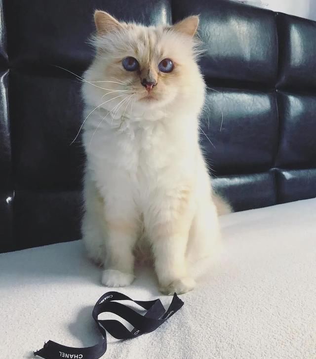  [Fran?oise]老佛爷逝世一周年，那只继承了21亿遗产的爱猫现在过得怎么样？