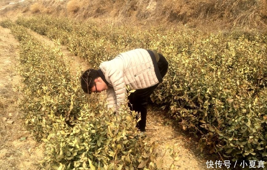  「返乡」一斤100元以上，返乡农村大学生种它，年入3万多元