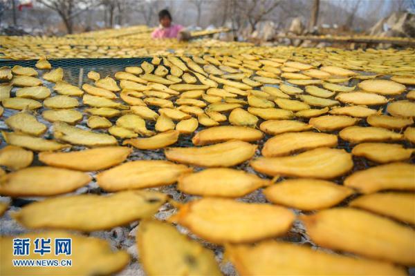 山东枣庄：冬日地瓜干晾晒忙