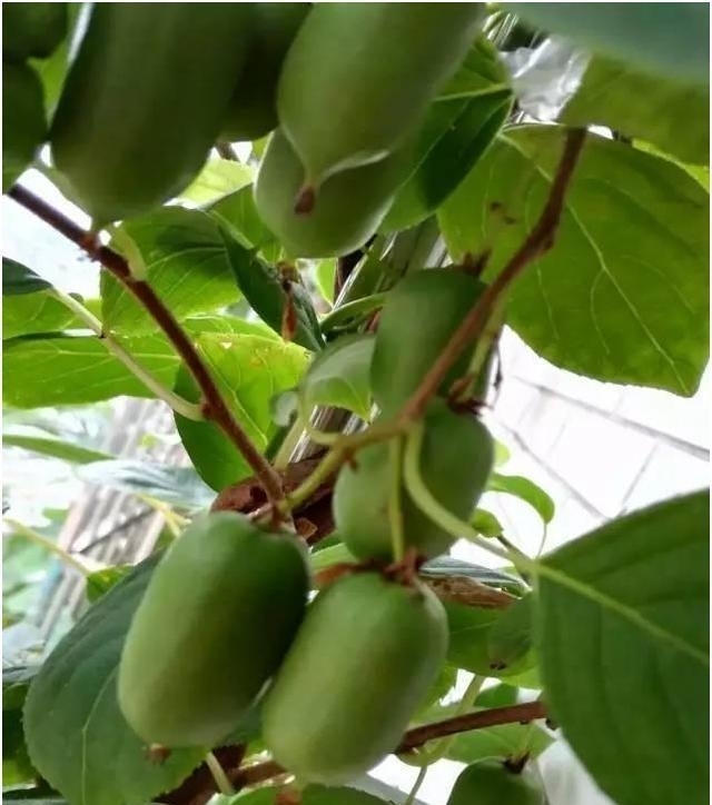 别种桃树梨树了，此新型果树2棵能结3箩筐，全家吃不完，好吃好养