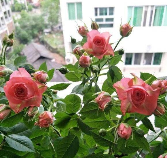  『鲜花』剪玫瑰，三个先决条件，双倍绽放新芽，两个月收获满盆鲜花