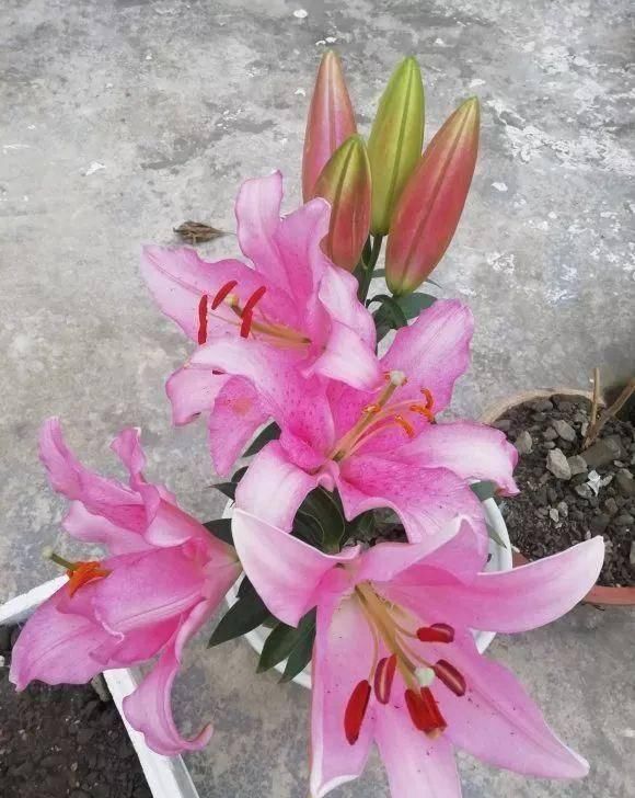  室外的时@初春，不要着急把你的花花搬出室外