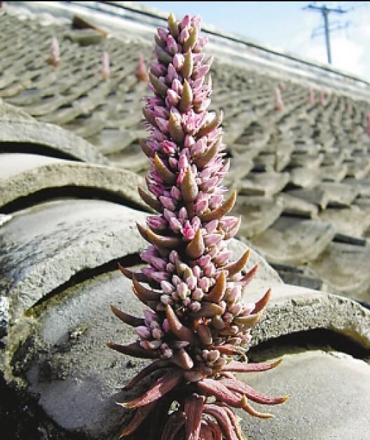  【不死鸟】农村没人要的多肉，长得满屋顶都是，下雨后泛滥了一