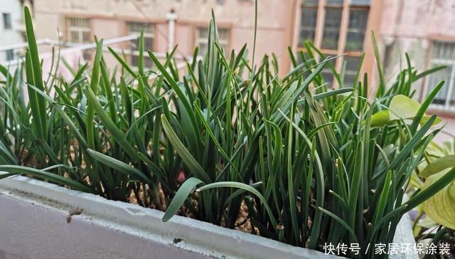  【旺盛】3月4月种“盆栽韭菜”，掌握2个技巧，生长旺盛，采收好多茬