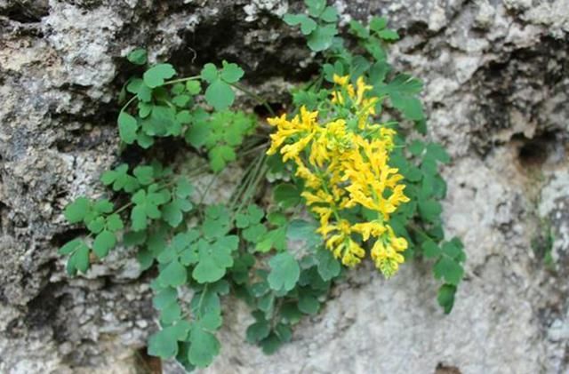 悬崖峭壁上这种植物，农民冒着危险去采摘，有人出高价他们也不卖
