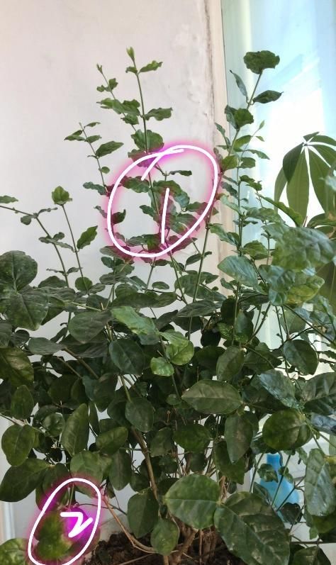  【调节酸碱度】茉莉花在25度的地暖房中枝条疯长可以修剪吗？茉莉花的花期是多久