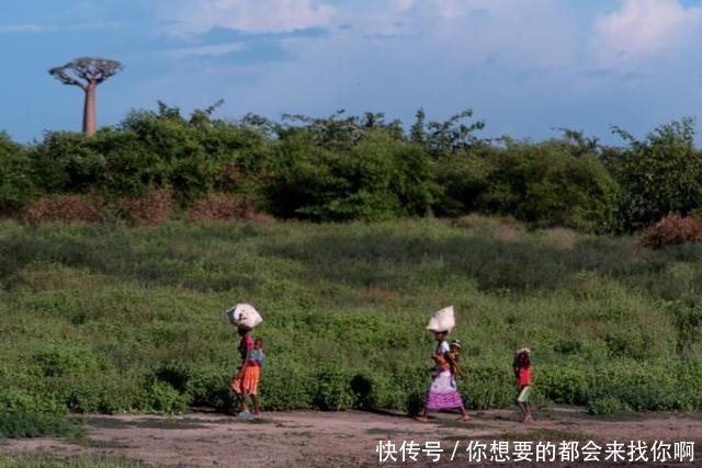 全球最“神奇”的树，能储存上千公斤的水，当地人把它当房子住