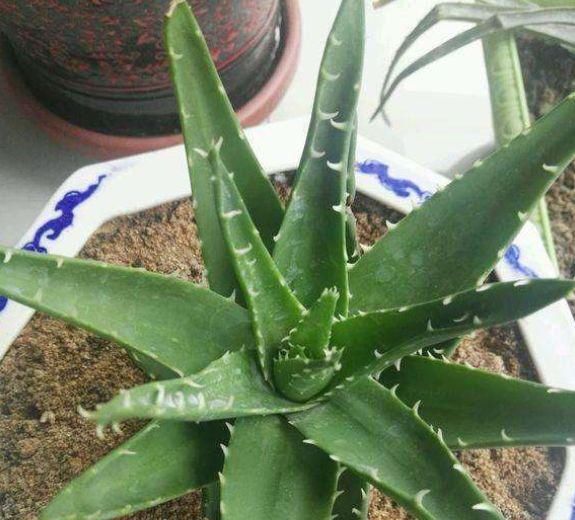 『让芦荟』“芦荟”在夏天总是干瘪,掌握三个“小窍门”,不久变成肥肥芦荟