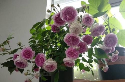  『开爆』居家养此款花，简单好养，不用费心，小花轻松开爆盆，美不胜收