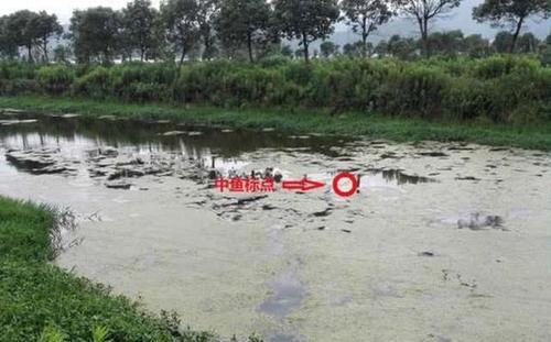  #此种#粗竿、粗线配强力渔轮，中鱼后直接拉上岸，此种钓法以暴力著称