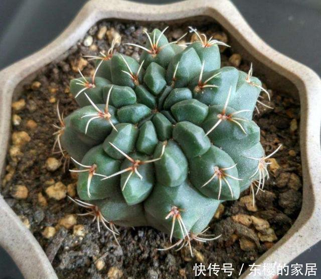 『爆花』仙人球绯花玉不开花,方法有“2个”,既长小崽又爆花