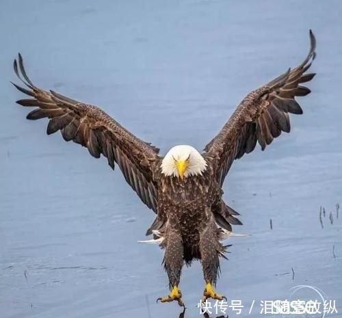 摄影师偶然的错位拍摄,让白头鹰被误认为随地小便,鹰:我太难了