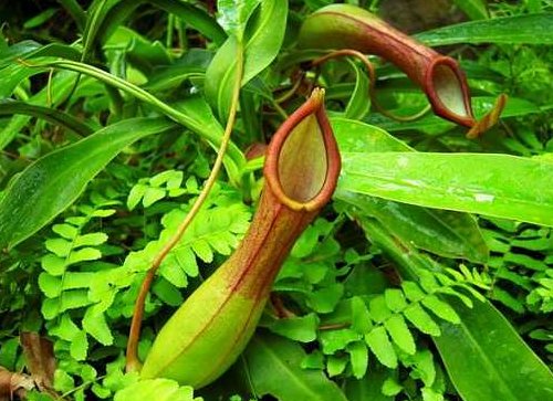  「猪笼草」家里蚊子多，试试这些驱蚊植物，开花香气满满，蚊子躲着走