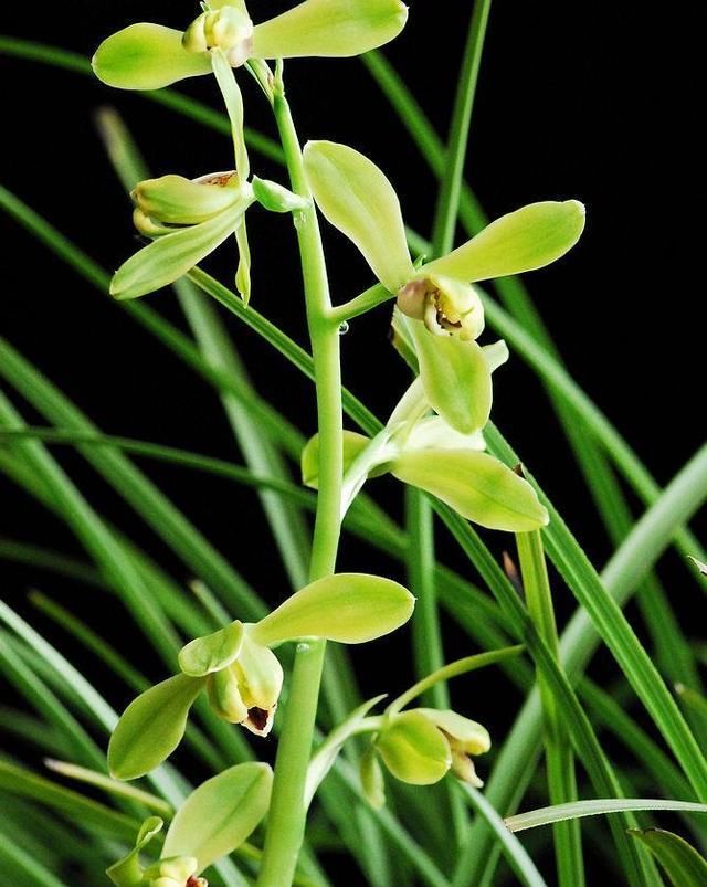  腐叶土|如何不花钱种植盆栽兰花？附带两年不同植料的效果对比