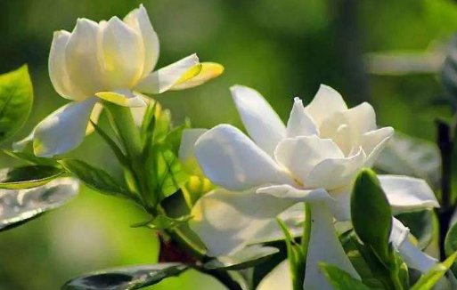  迷人：喜欢在家养殖花卉，就选这几款花卉，清爽迷人，充满温暖浪漫