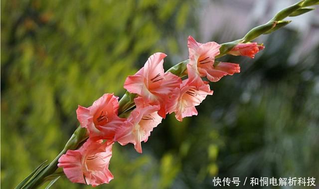 艳丽@喜欢养花就养此3种,开花艳丽味道香,家里养一盆,养出小花园