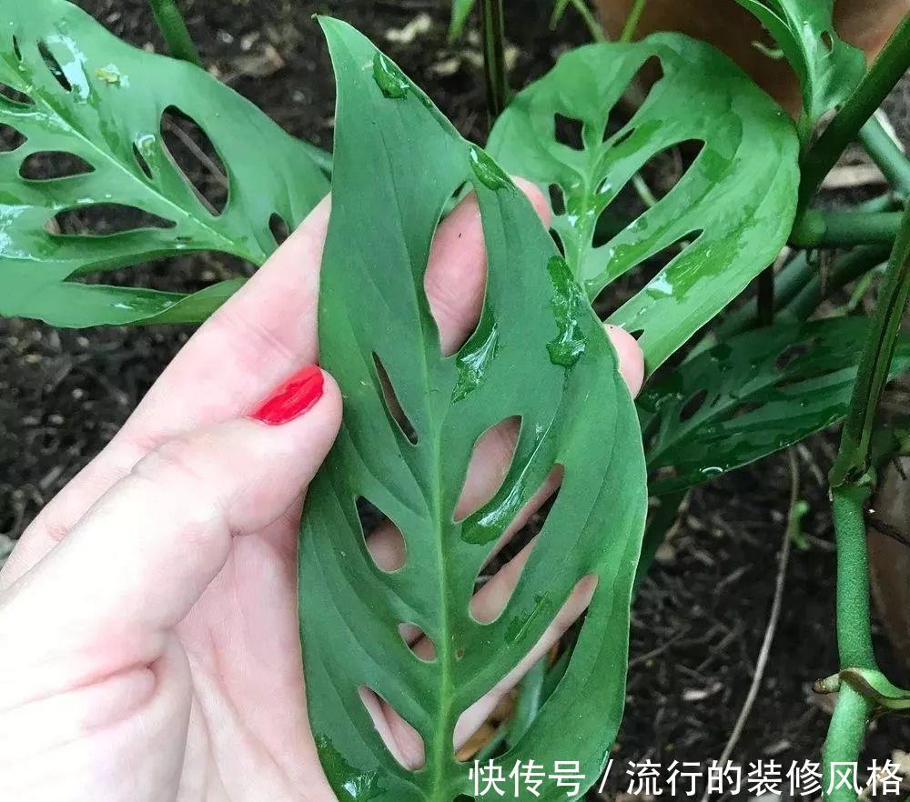 免干燥的空@叶片上长满孔的仙洞龟背竹,初看特别丑,养一段时候后就喜欢了