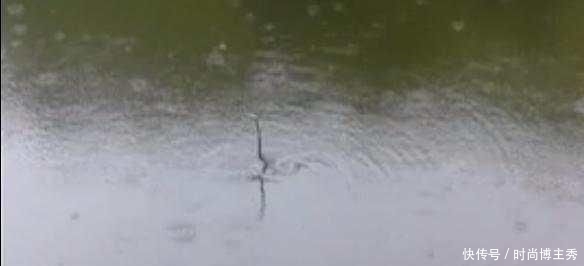 『早就』湖边钓鱼钓到这货了, 胆小的人估计早就扔杆子跑了吧