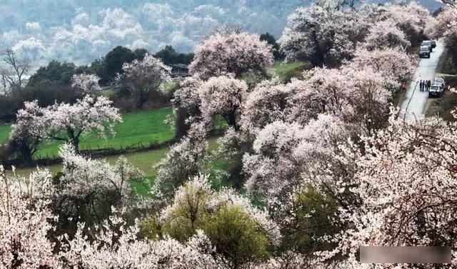  「樱花」中国这些花开成海的地方，美极了