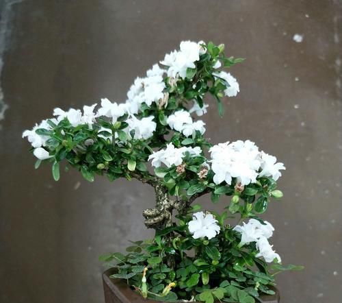  『开花』六月雪叶子发黄干边开花小是怎么回事？4点原因容易被忽视