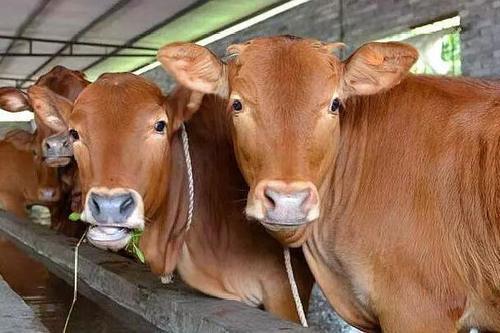  「返乡」返乡夫妻养牛，饲料费一分钱不要，一亩纯赚十万，还能