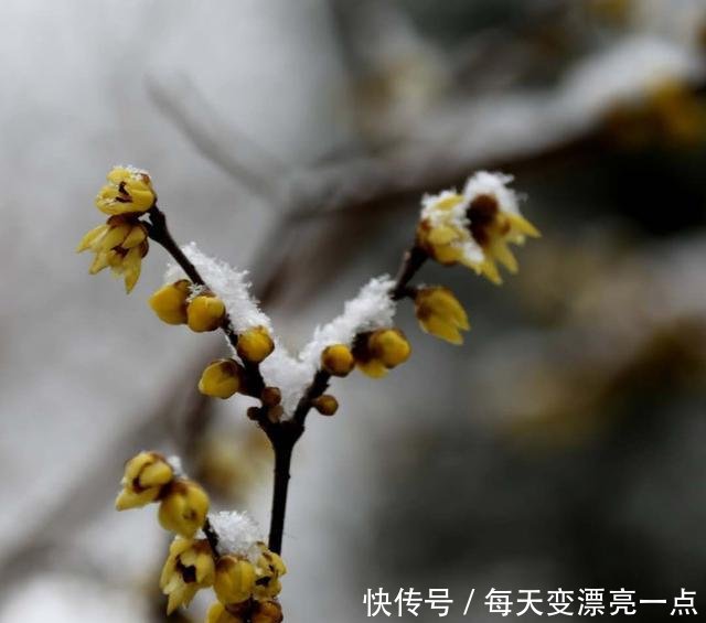 作为一个山东人，下雪不只有刷朋友圈，还要……