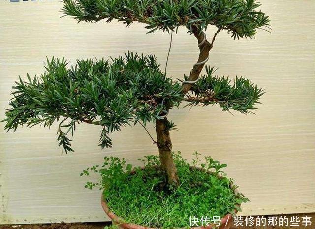  #养花#想养花不知道养啥好根据3个方面选，越养越好，四季开花长爆棚