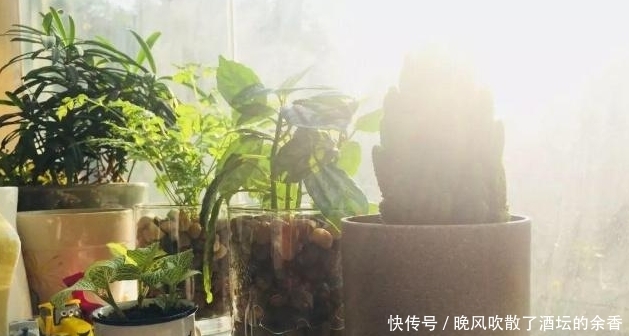  究竟：风靡一时的网纹草，究竟该怎样种植呢？