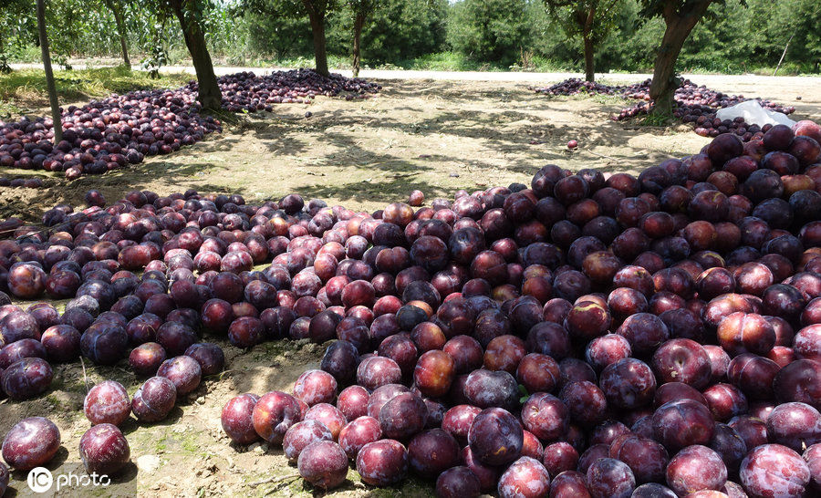 陕西李子滞销烂满地，7毛钱一斤无人收，农民伯伯都急哭了