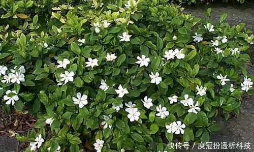  [栀子花]最厉害的养花营养液：给栀子花喝一勺，叶片翠绿，花开满枝头！