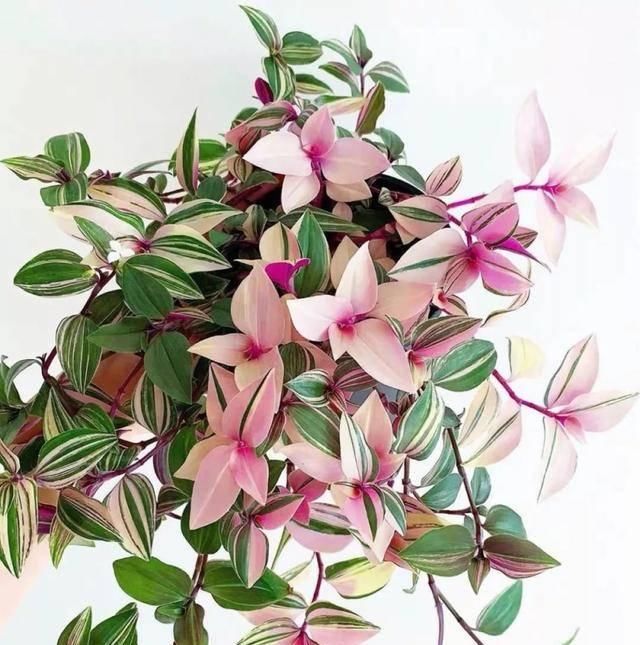  [植物]吊兰的植物美学：这几款美美的吊兰，你最爱哪一款？