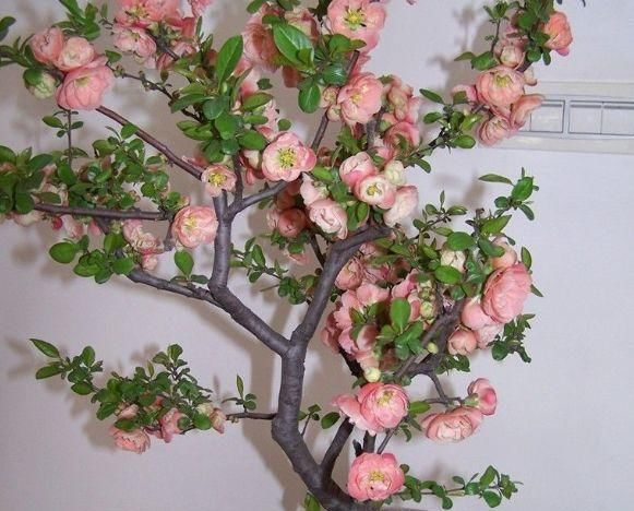  『栀子花』在家养盆景，用“3种植物”最好，3年就能养成，比一般盆景更美