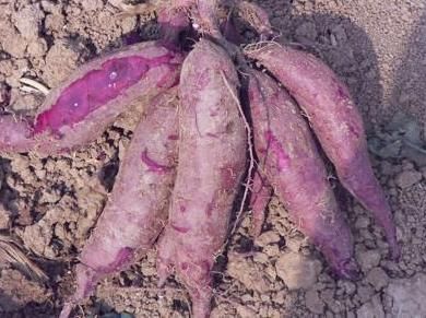  【红薯】亩产高达2吨，刚引进时用于出口，如今5元1斤，却被质疑