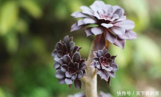  「法师」叶片黑润有光泽，黑法师作为多肉的惊艳品种，养护自然不普通