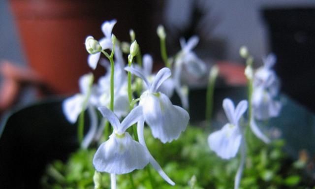  『植物』有时候，花朵也在模仿动物，模仿人类，多有趣啊