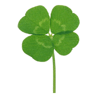 《草木有心》—— 风过栾树梢