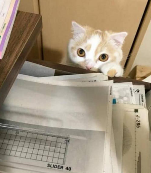  「亲姐妹」女子宠溺花猫，整日缠绵犹如亲姐妹，场面竟如此温馨动人