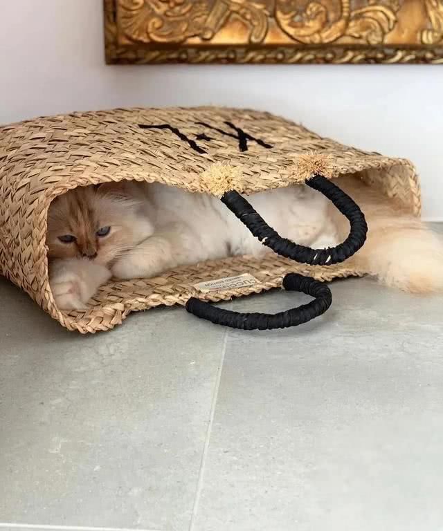  『Choupette』时尚教父“老佛爷”生前养的这只猫，有多幸运就有多难过