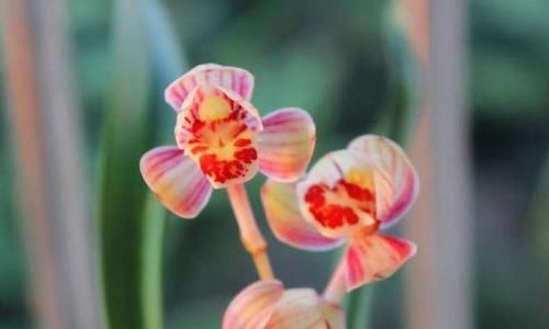  『花瓣』此兰，四季开花，花朵宛如红月，花瓣为荷瓣，香气袭人，养兰首选