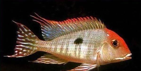  #水族市场上#美洲慈鲷之美，您细品
