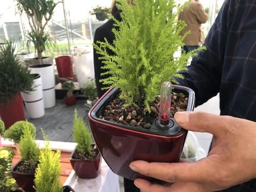  『展出』每株1万元的“肉肉”长啥样？闵行这个地方展出数千种多肉，有的每盆仅2元……