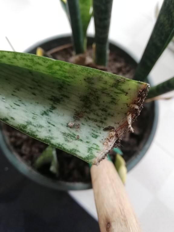 扦插■只用叶子也能扦插,这花把叶子剁5段,插到土里就能长成5盆花