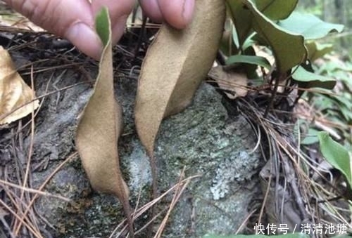 【湿润】在湿润的岩石上,看到1种“石苇”,请珍惜,并不是野草,珍贵!