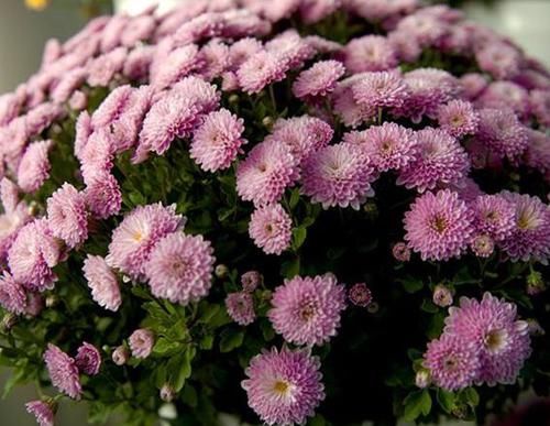  四溢：此传统铭品兰花，一年开花多次，香气四溢，好养易活，物美价廉